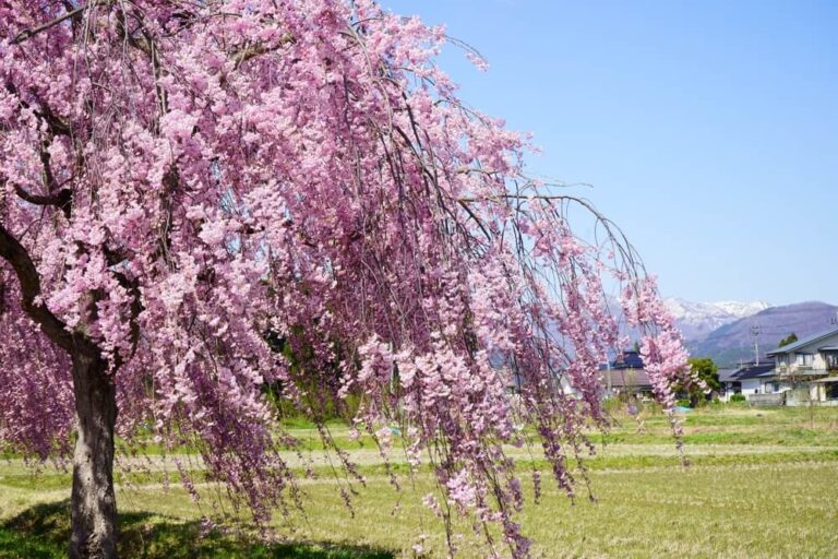 17 Beautiful Pollinator Trees That Support Bees, Butterflies, And ...