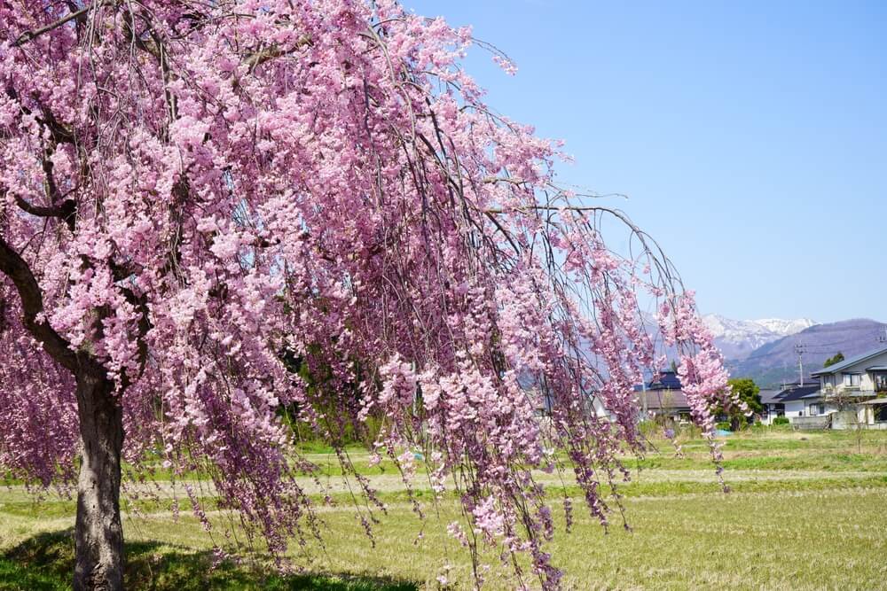 Gorgeous weeping cherry trees with lovely pink flowers.