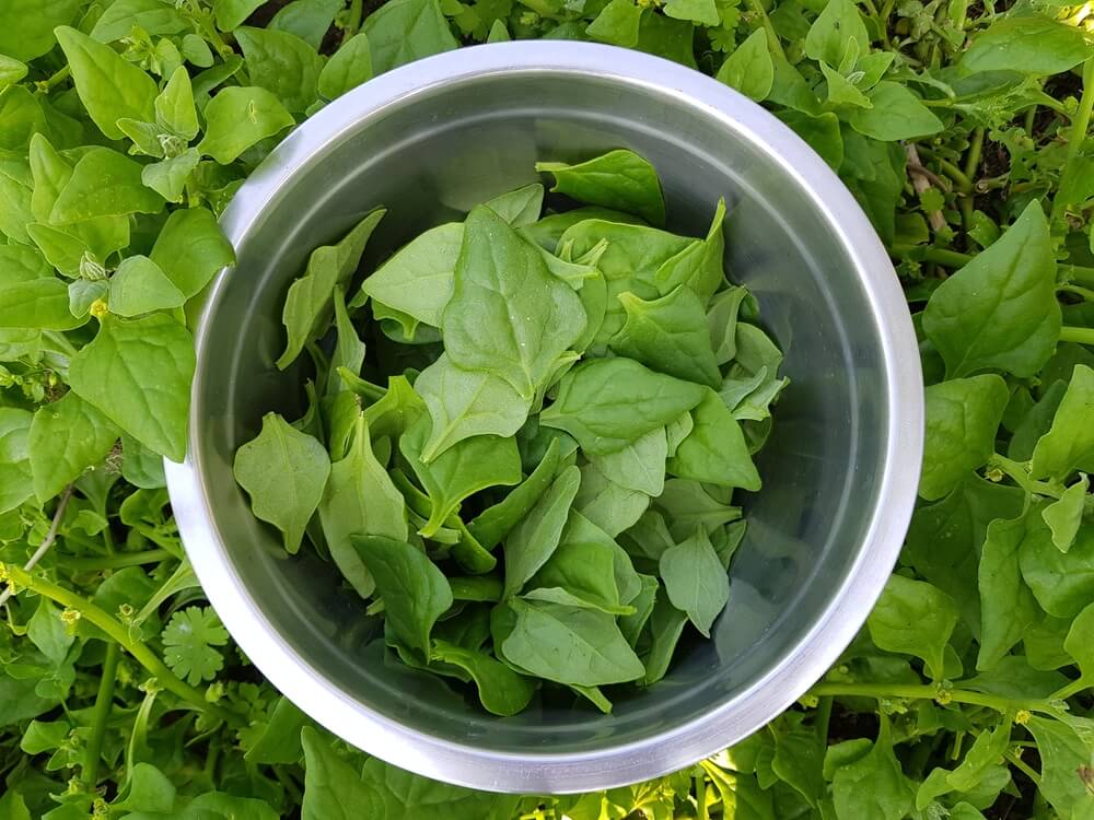 Harvesting some organic New Zealand spinach from the garden.