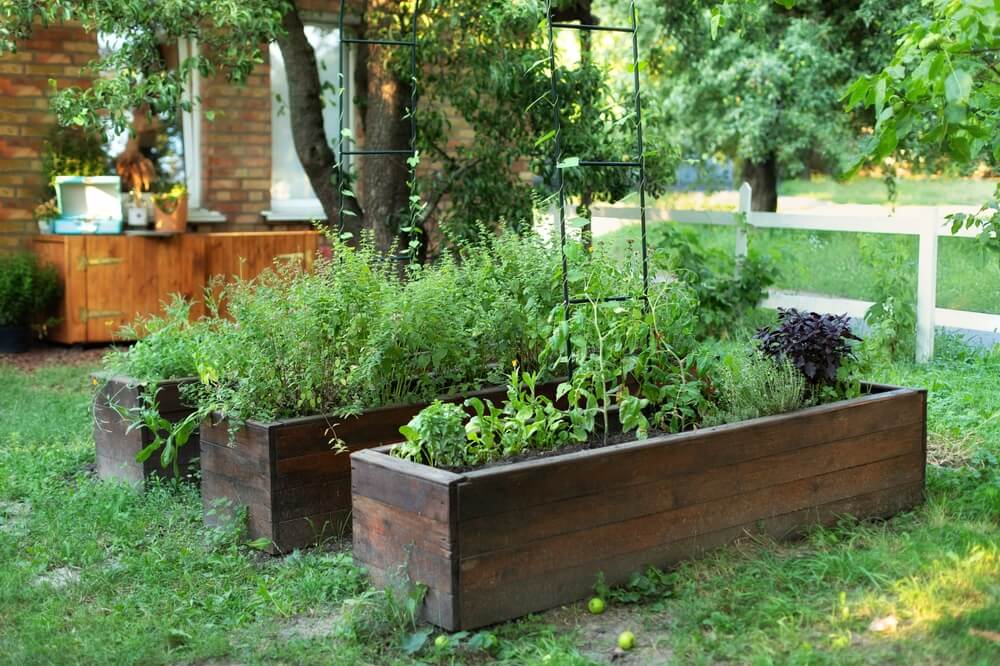 Large wooden garden beds stuffed with yummy green herbs and veggies.