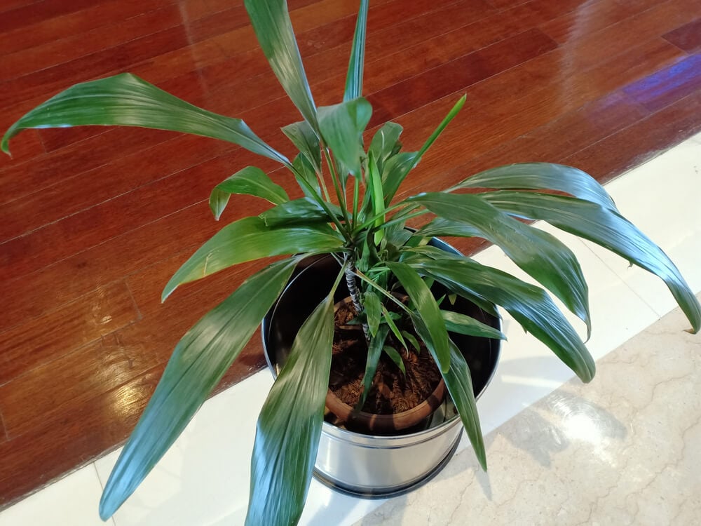 Lovely Aspidistra elatior also known as cast iron plant growing in a pot.