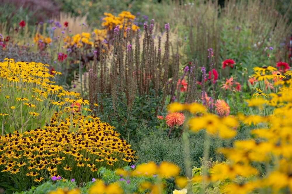 Lovely Black-Eyed Susan flowers growing in a gorgeous pollinator garden.