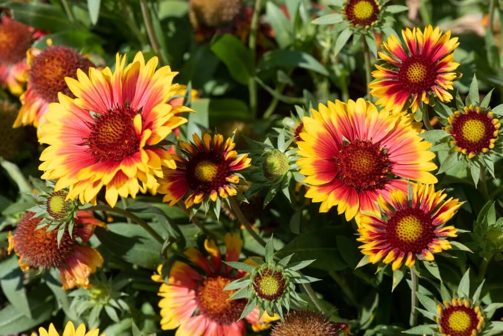 Lovely blanket flowers or gaillardia x grandiflora growing in the garden.