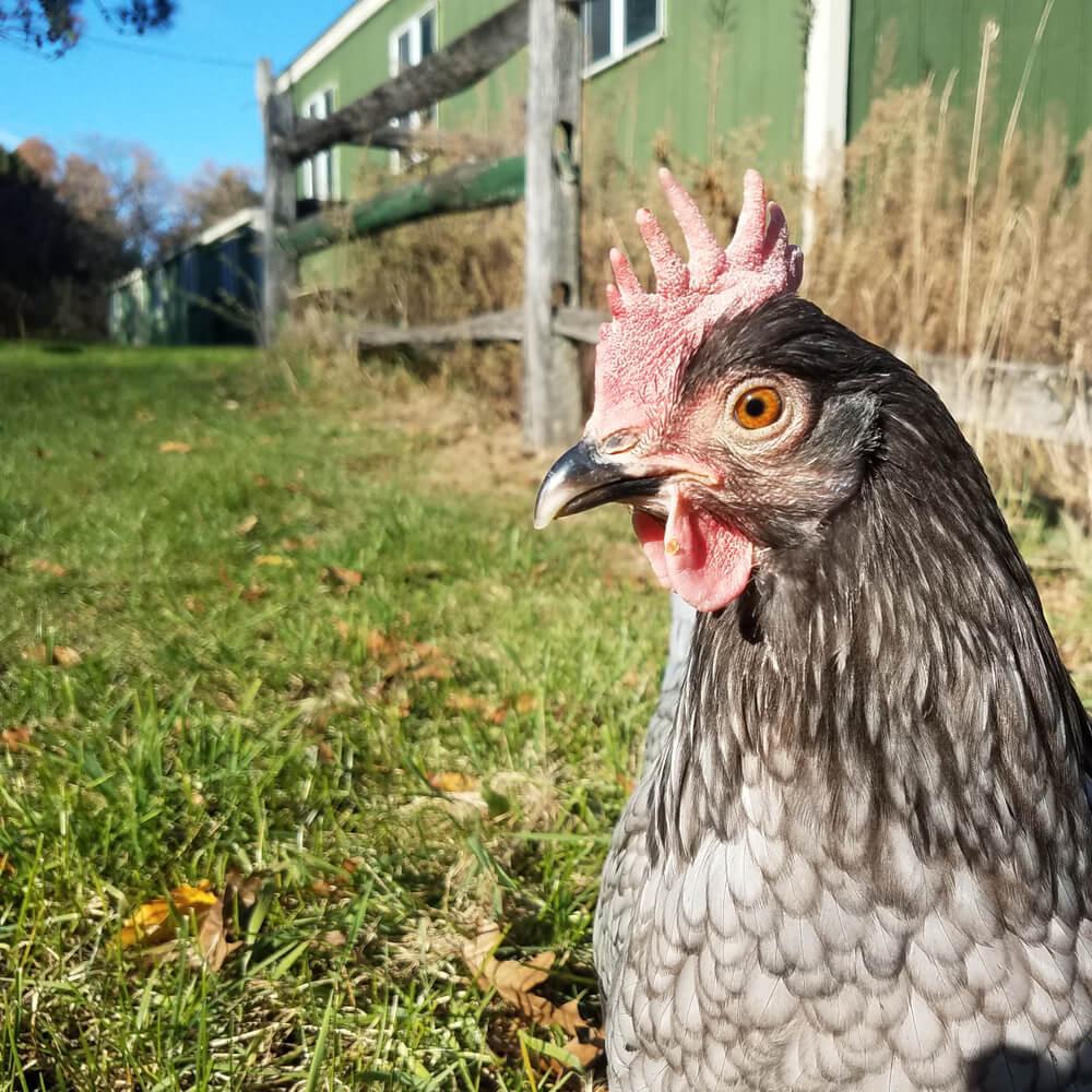 Lovely Blue Andalusian hen exploring the backyard and foraging for snacks.