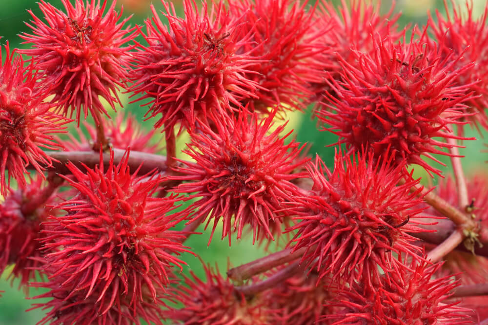 Lovely castor bean plant with red spiky pods.