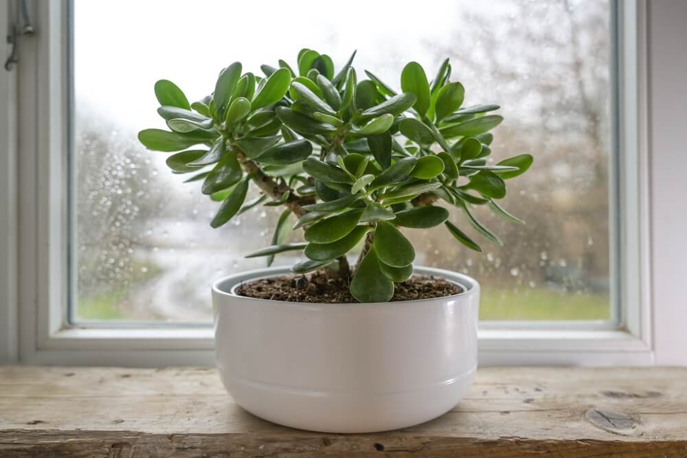 Lovely crassula ovata also known as lucky plant growing in a ceramic pot.