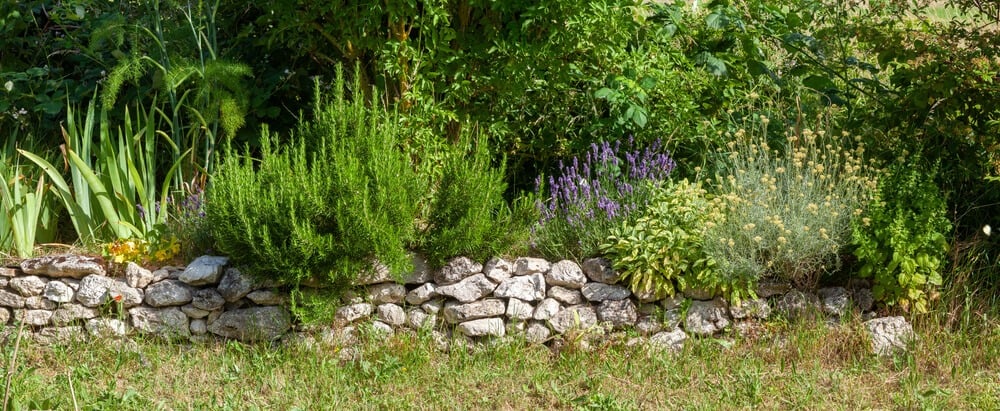 Lovely herb garden with rosemary sage and lavender growing alongside an old rock wall.