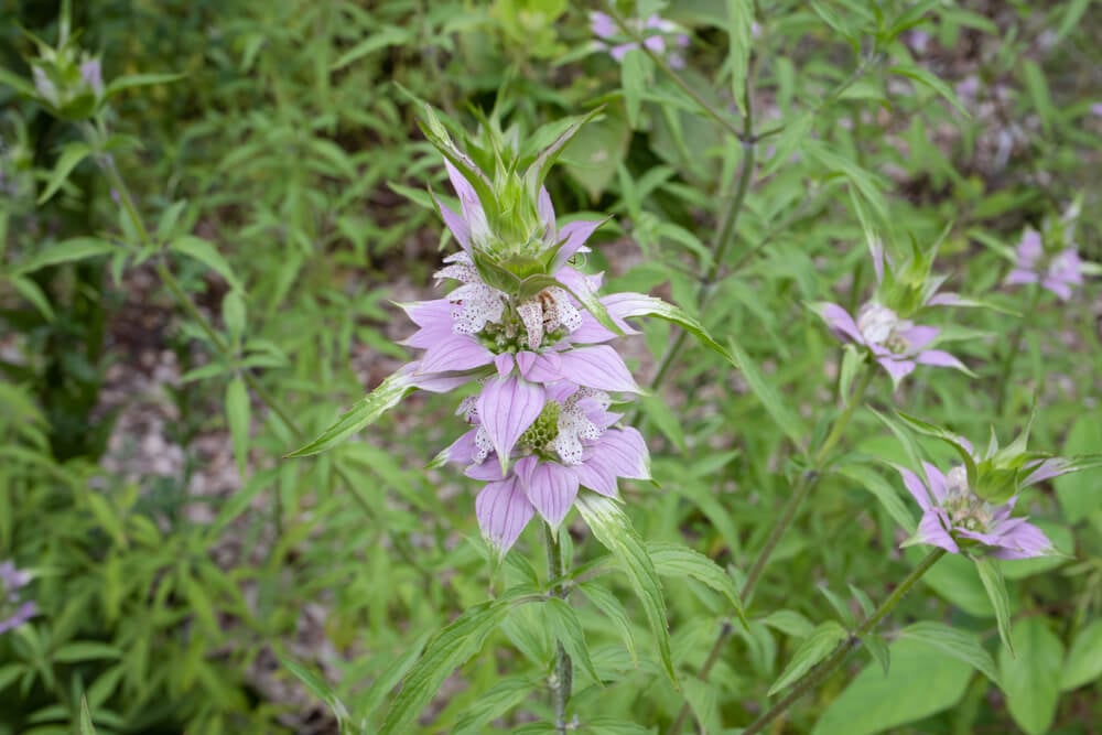 Lovely horsemint or spotted bee balm flowers growing in the garden.