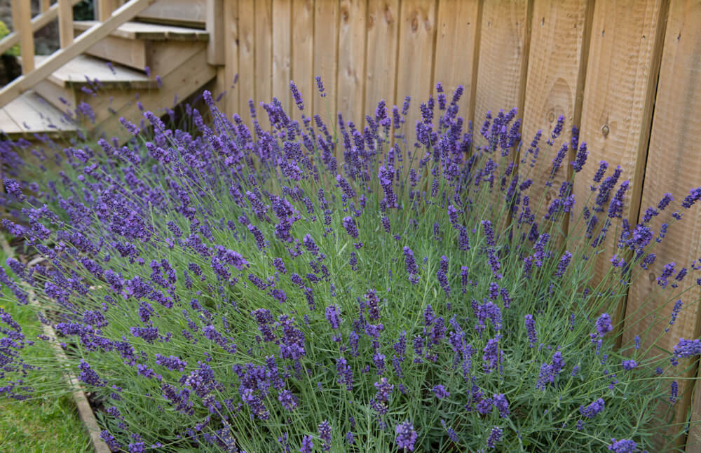 Lovely lavender plants growing in a backyard garden alongside a fence.