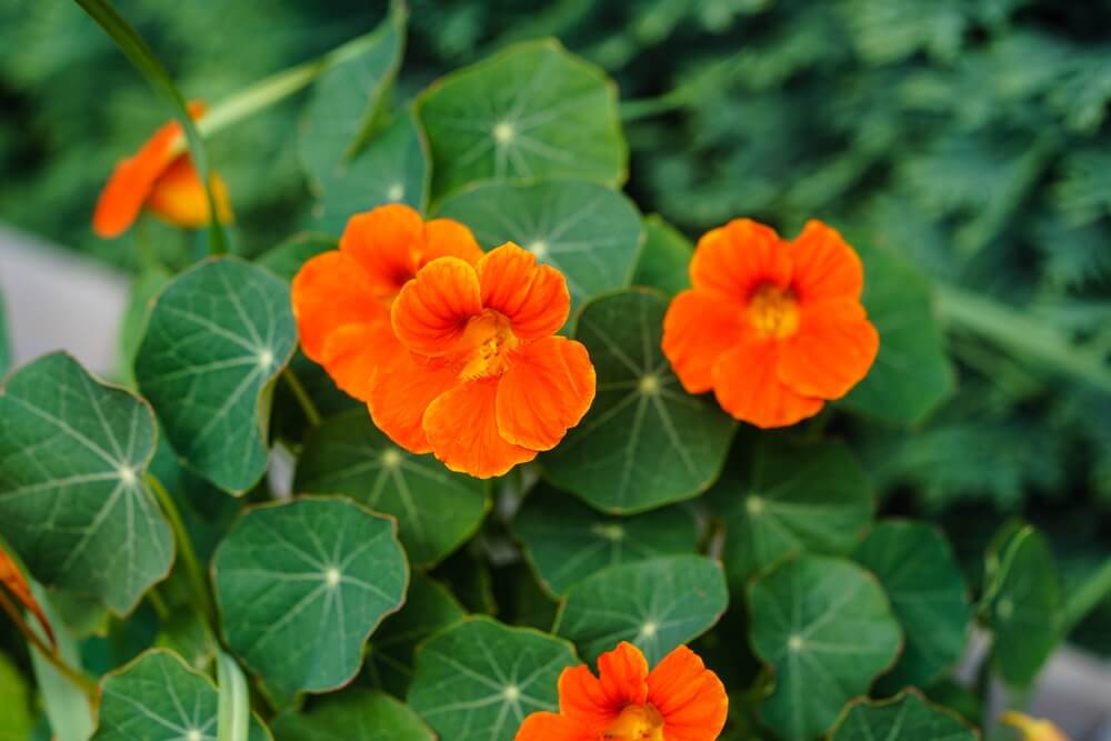 Lovely orange nasturtium flowers growing in the backyard garden.