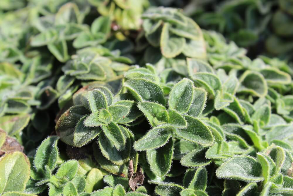 Lovely oregano plant growing on the ground.