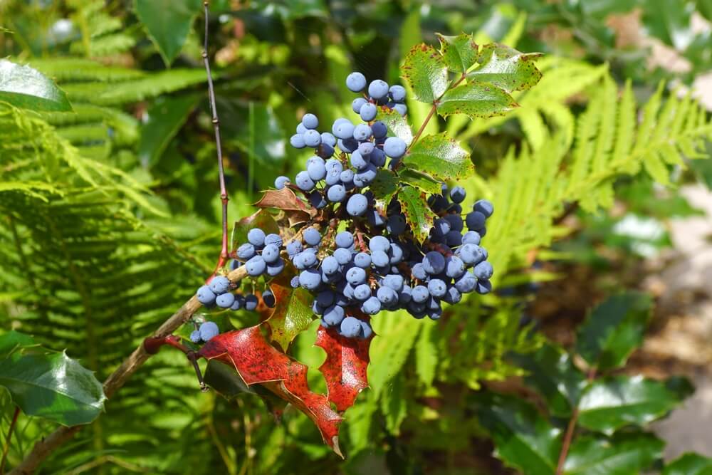 Lovely Oregon grapes aka Mahonia Aquifolium fruit growing on the shrub.