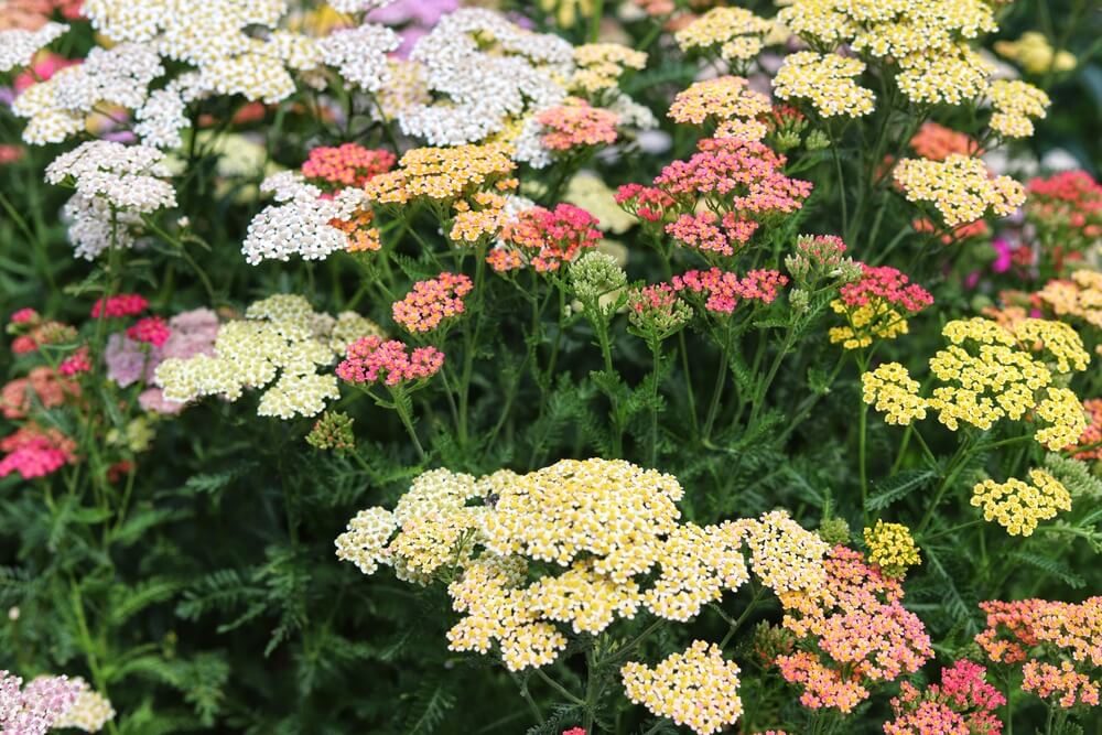 Lovely pastel colored achillea millefolium or yarrow flowers in full bloom.