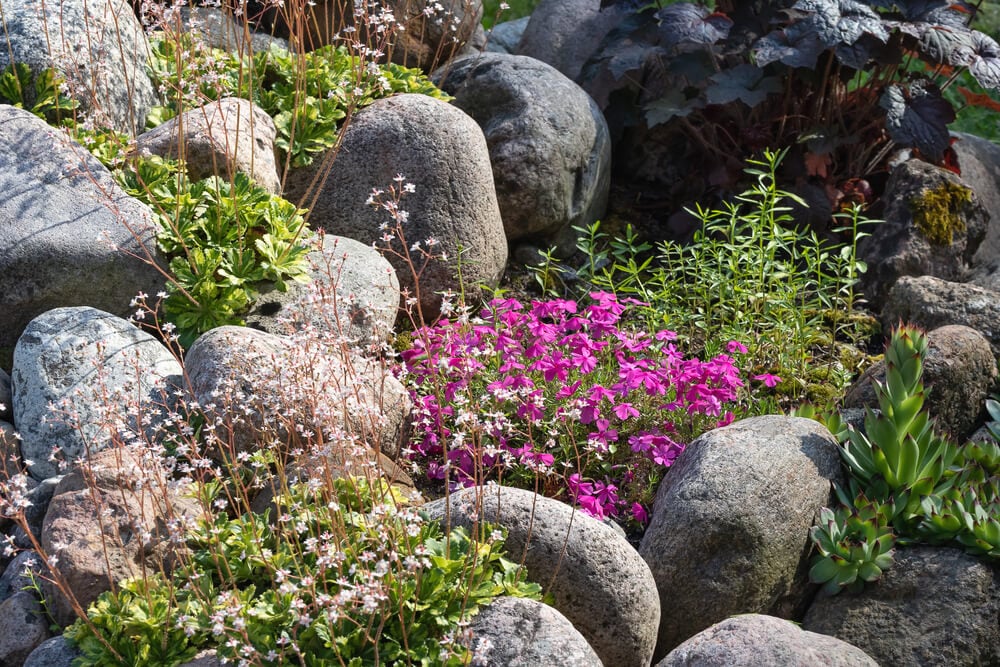 Lovely perennial flowers growing in a small summer rock garden.