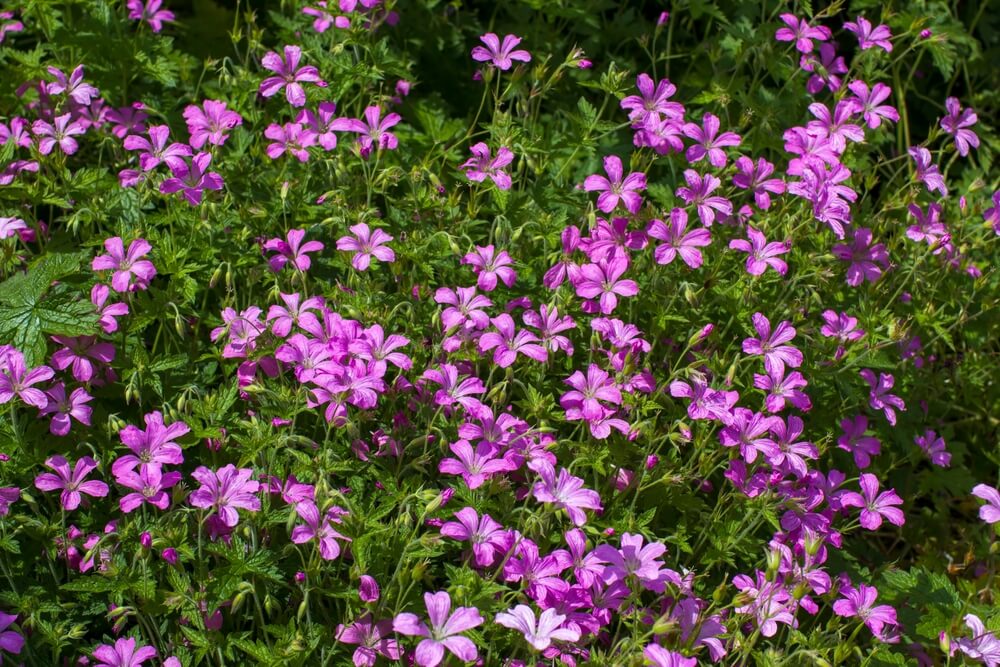 Lovely purple hardy geranium or cranesbill flowers growing in the garden.