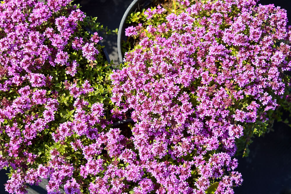 Lovely purple thymus Praecox Coccineus flowers growing in a pot.