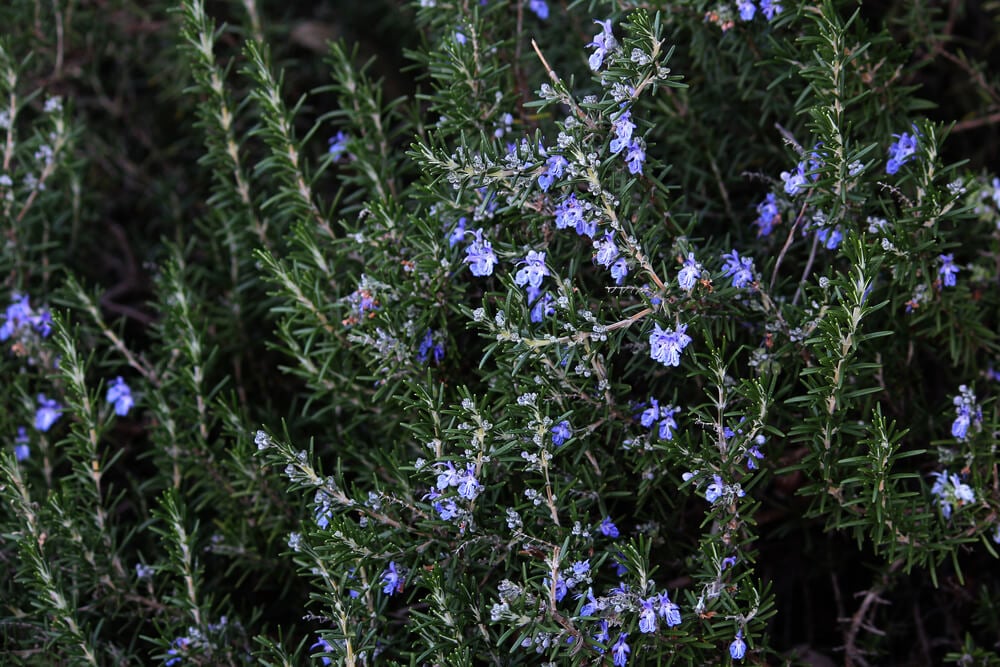 Lovely rosemary plant with gorgeous purple flowers Rosmarinus officinalis.