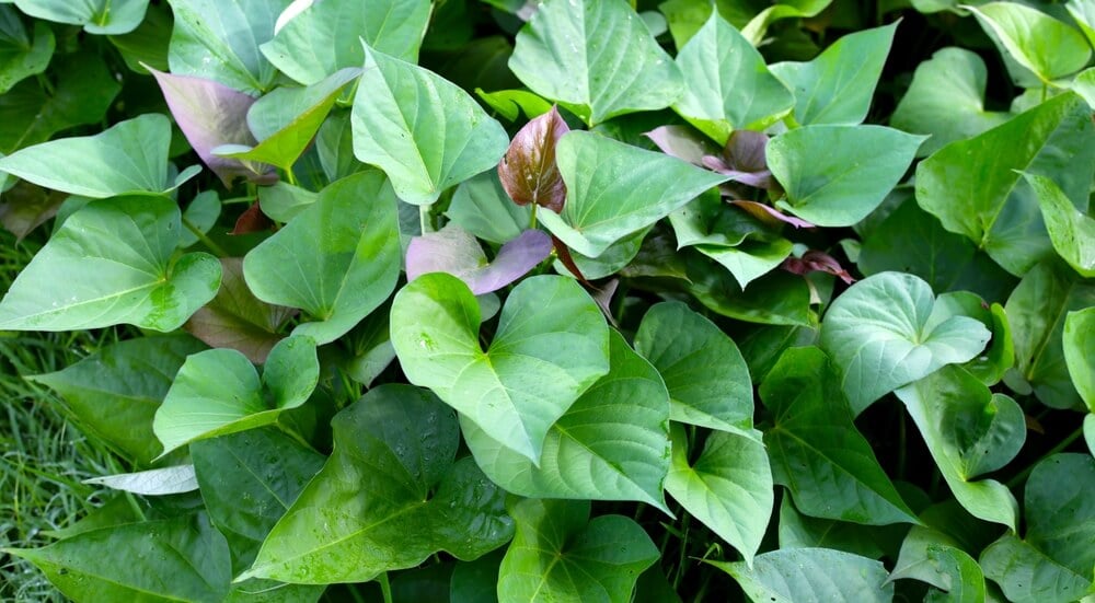 Lovely sweet potato leaves growing in the garden.