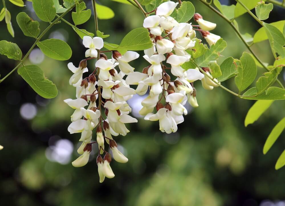 Lovely white acacia or Pobinia pseudoacacia tree blooming in spring.