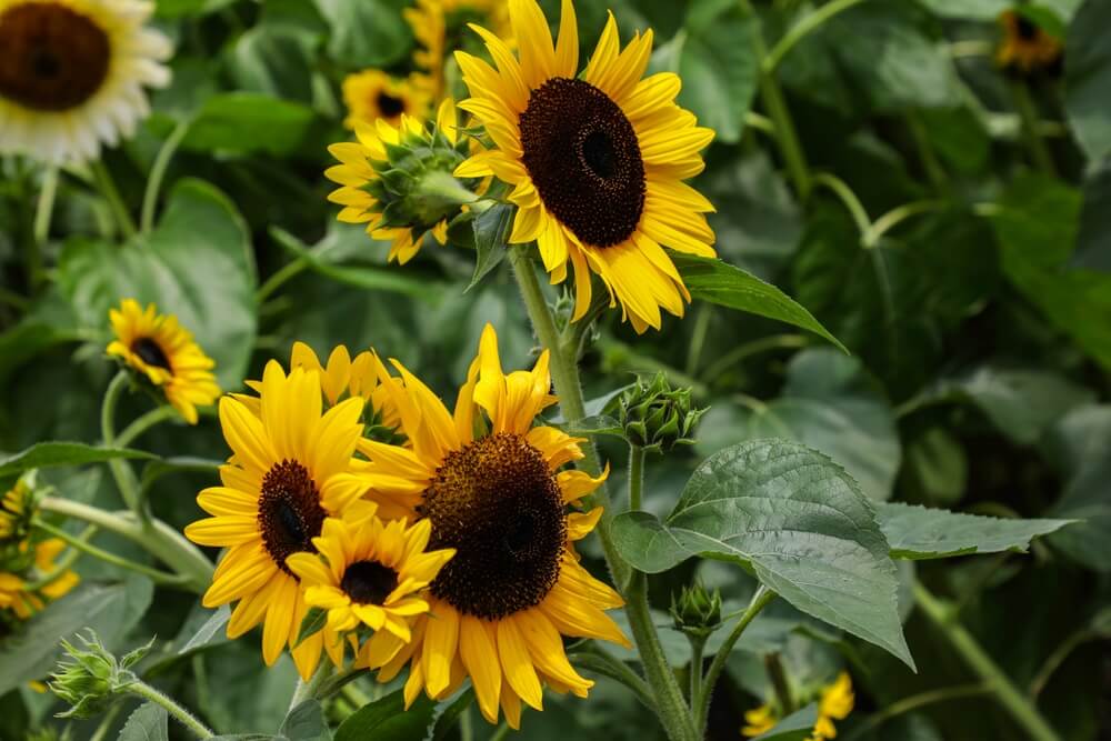 Lovely yellow sunflowers blooming under the sun.
