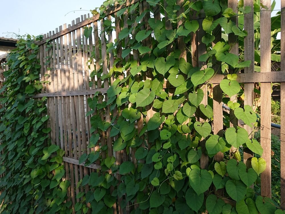 Lush green vines climbing over a wooden picket fence.