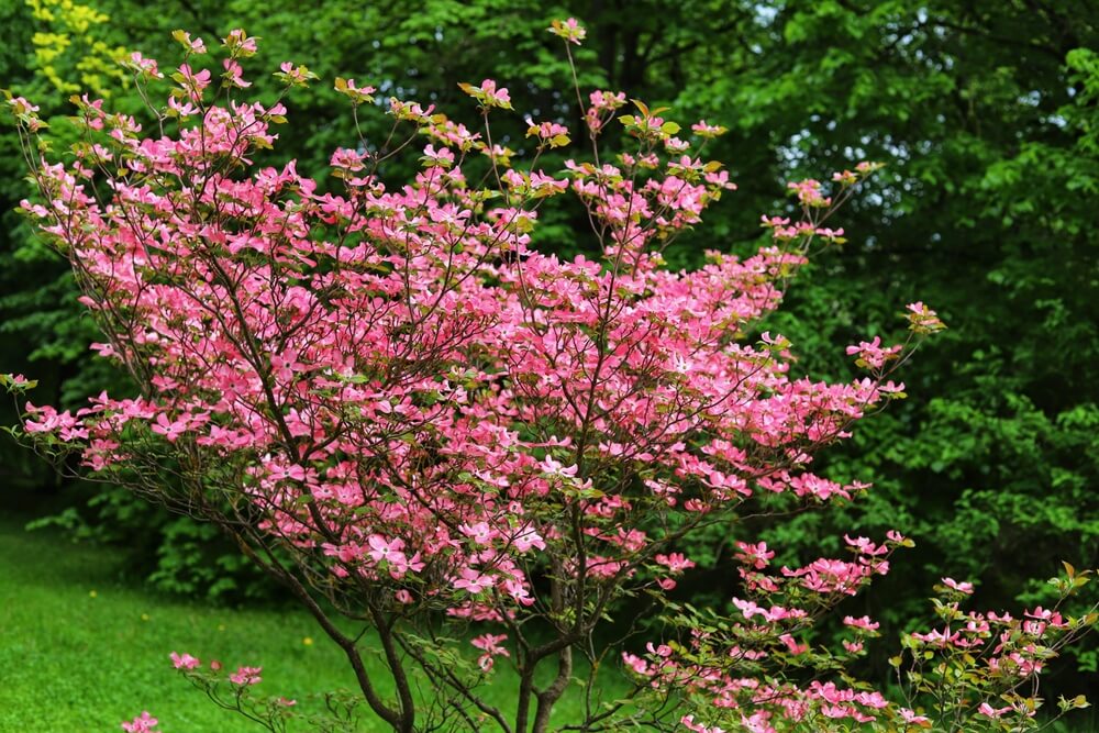 Magnificent Cornus Florida rubra tree with gorgeous pink flowers.
