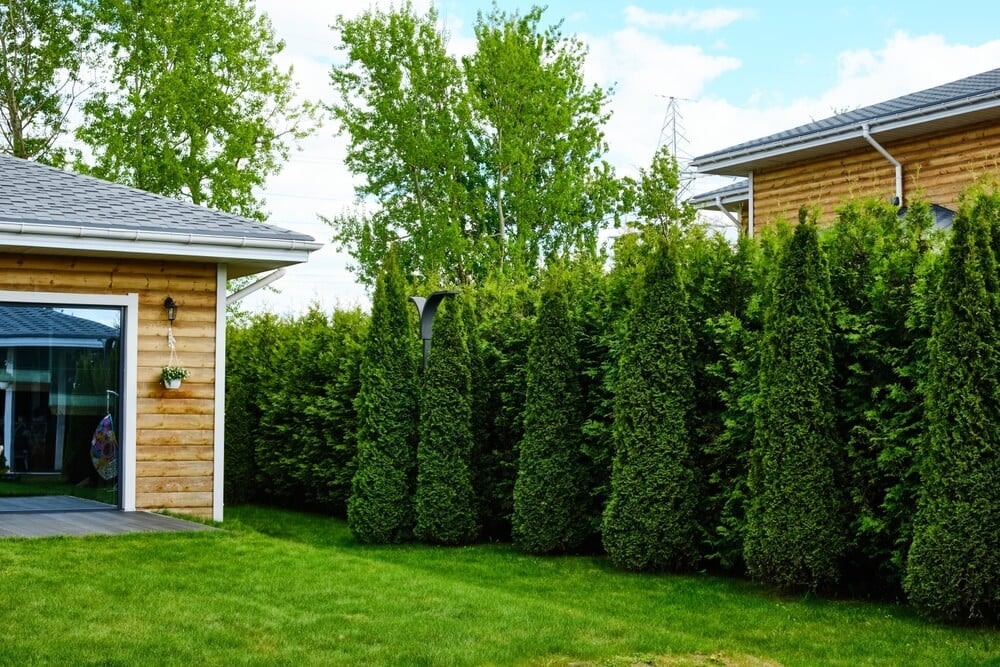 Modern suburban backyard with a gorgeous green privacy evergreen hedge.