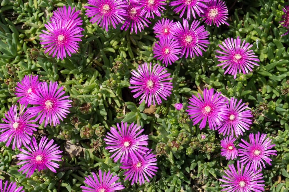Perennial purslane flowers growing on the ground.