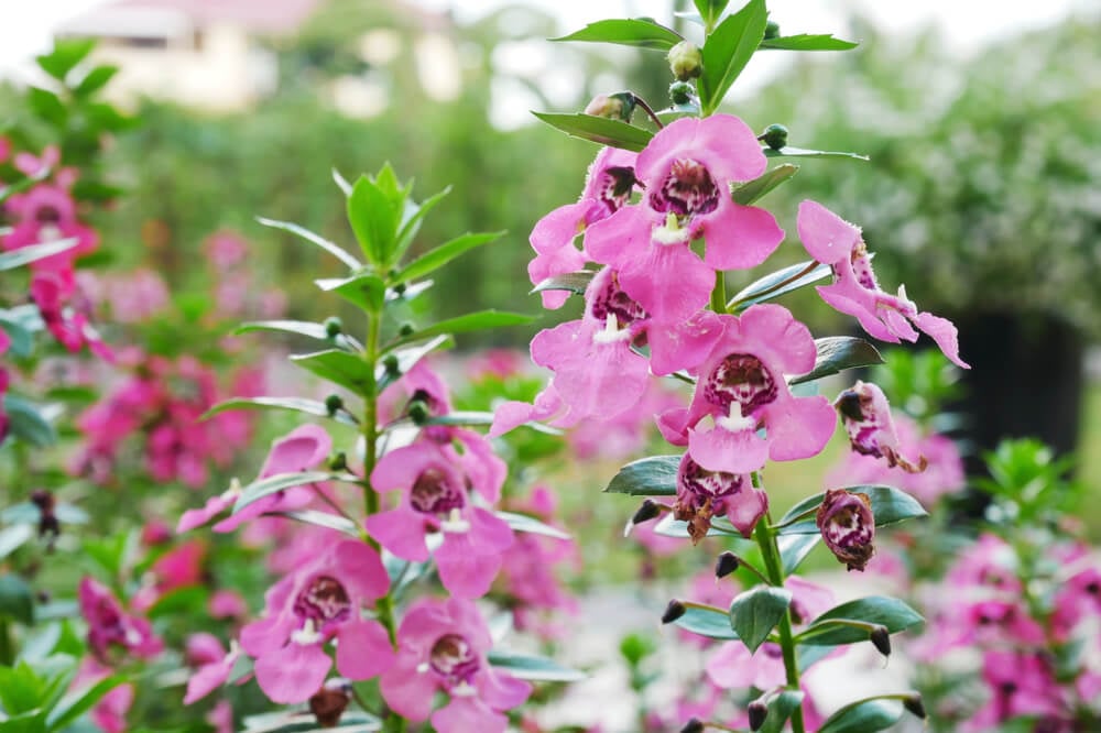 Pink and lovely Angelonia angustifolia flowers growing in the garden.