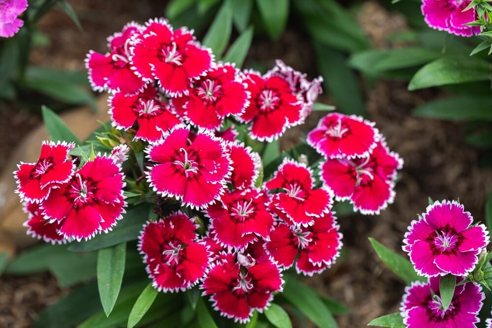 Pink and white bright Sweet William flowers blooming in the garden.