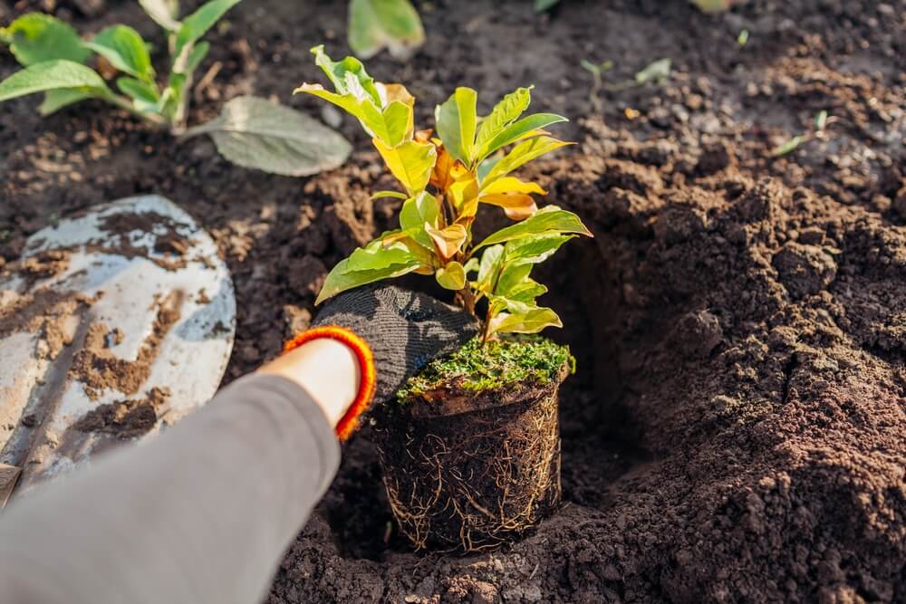 Planting a magnolia plant in the autumn garden.