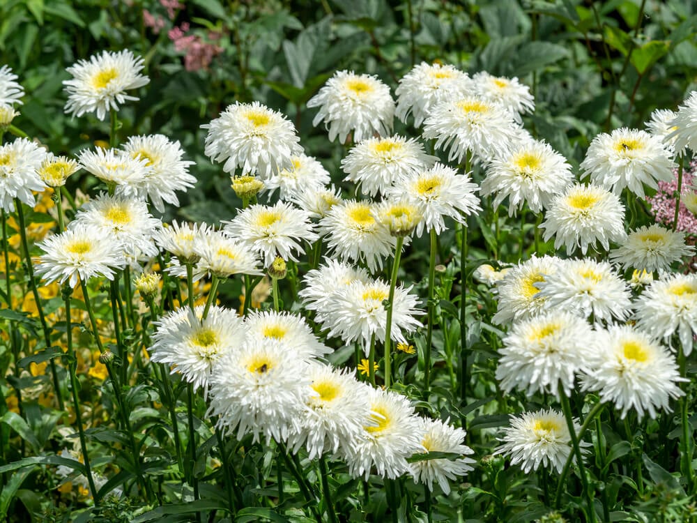 Pretty yellow and white Shasta daisies flowering in the garden.