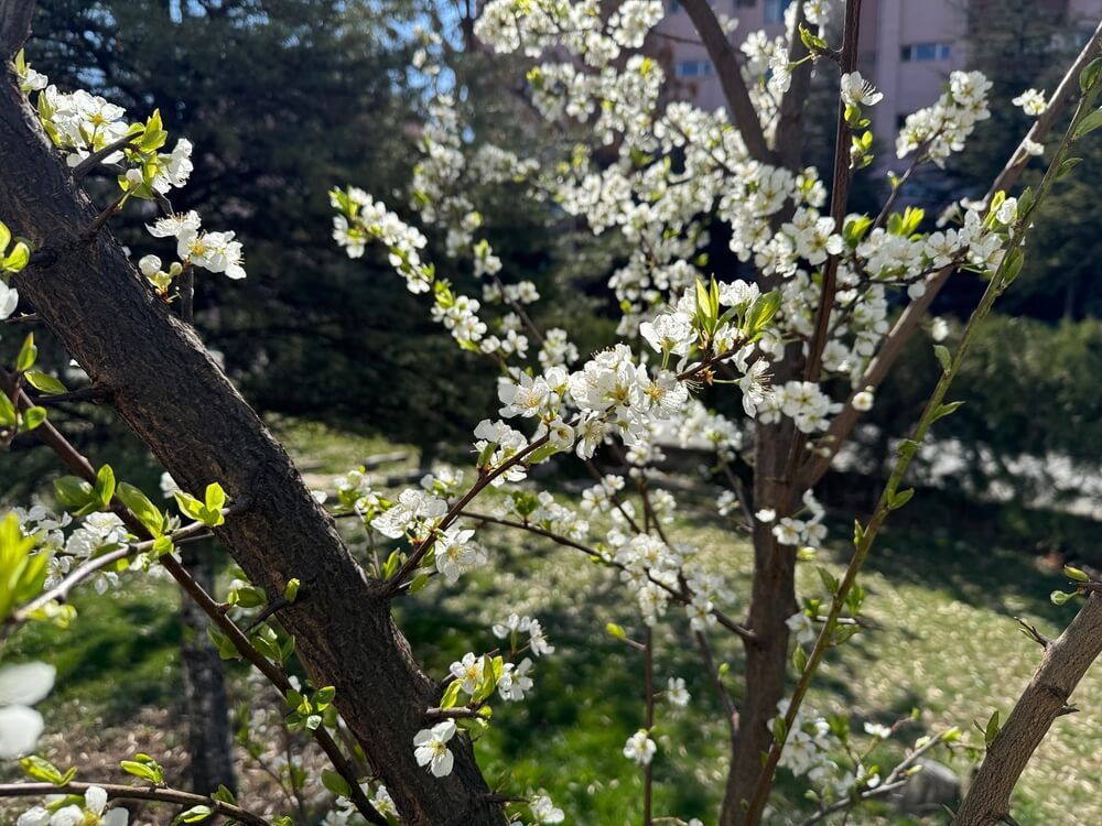 Prunus americana tree also known as American plum with lovely white flowers.