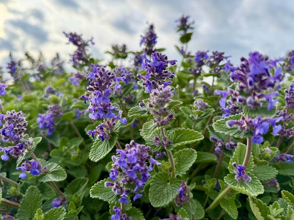Purple blooming catmint with lush green leaves growing in the garden.