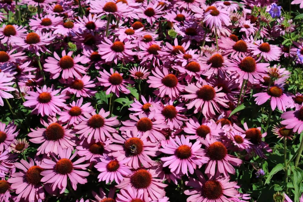Purple or pink coneflower echinacea purpurea magnus in garden.