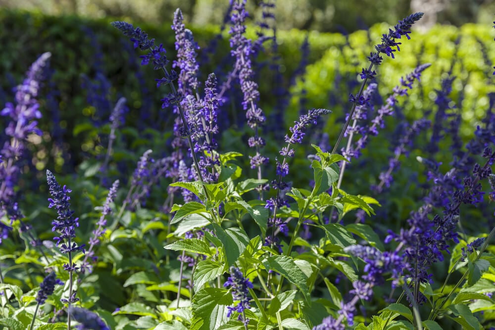 Purple or violet salvia indigo spires in full blossom with lush leaves.