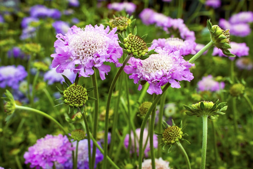 Purple scabiosa columbaria pink mist flowers growing in the garden.