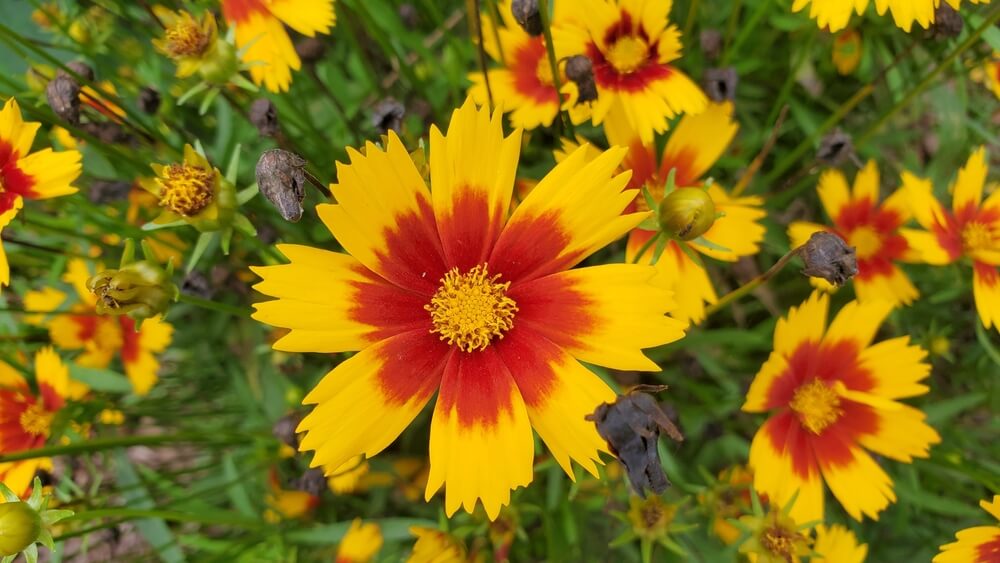 Red and yellow coreopsis or tickseed flower in the garden.