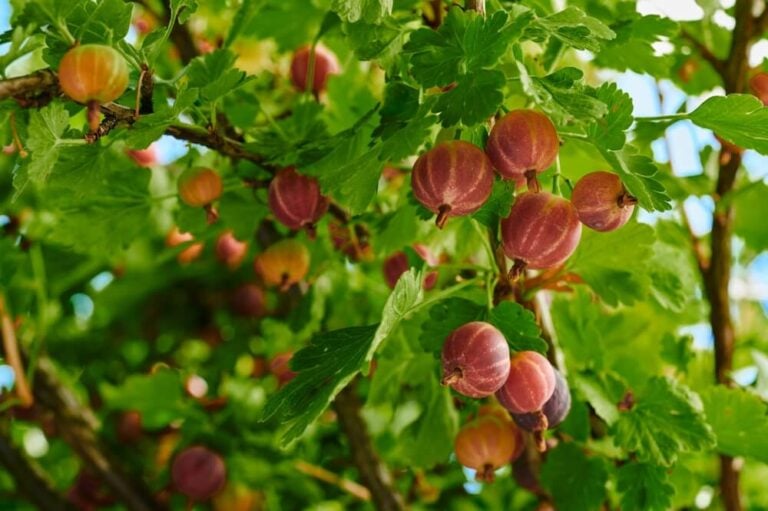 Red ripe and delicious gooseberry berries growing on the shrub.