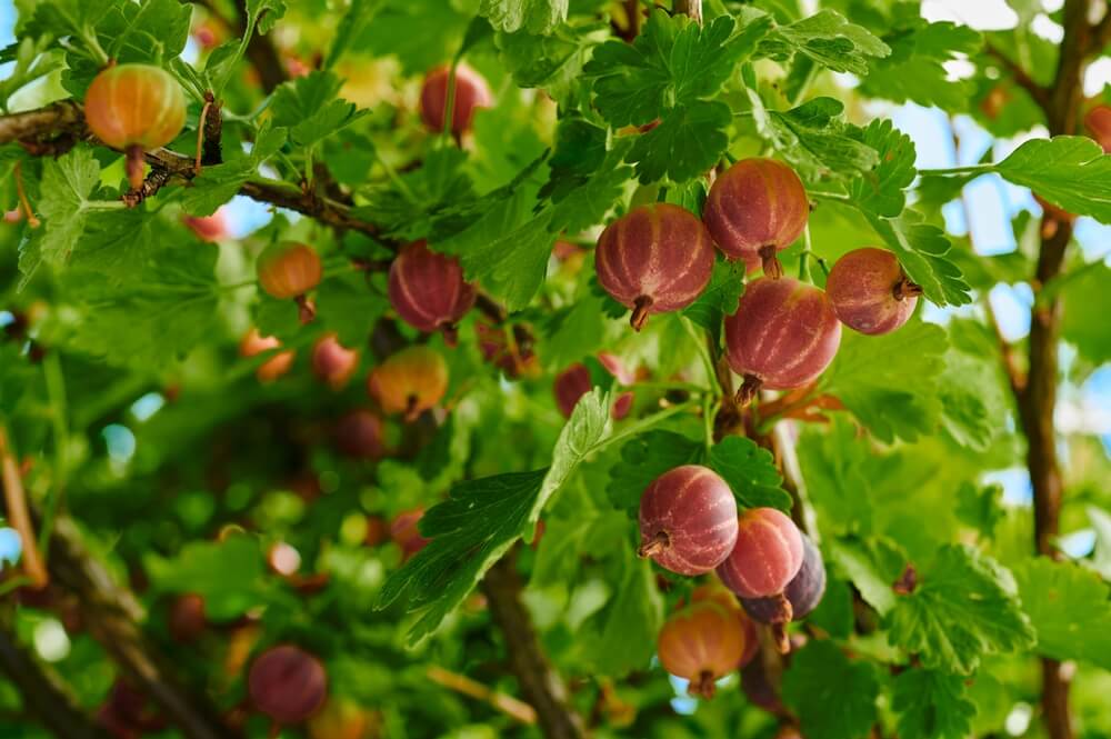 Red ripe and delicious gooseberry berries growing on the shrub.