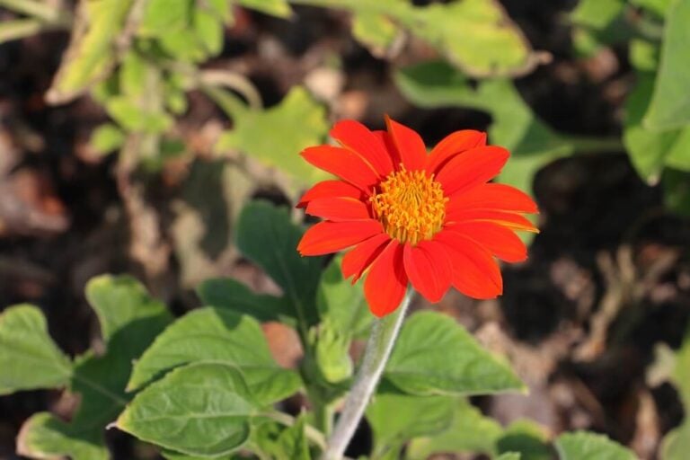 Red tithonia rotundifolia or Mexican sunflower growing in the garden.