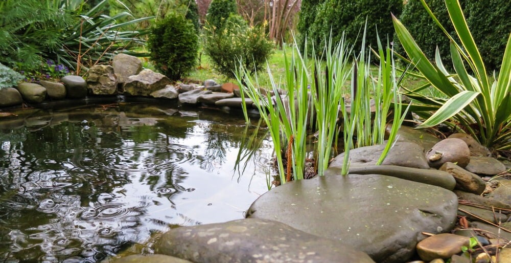 Small garden pond with gorgeous evergreens and decorative stones.