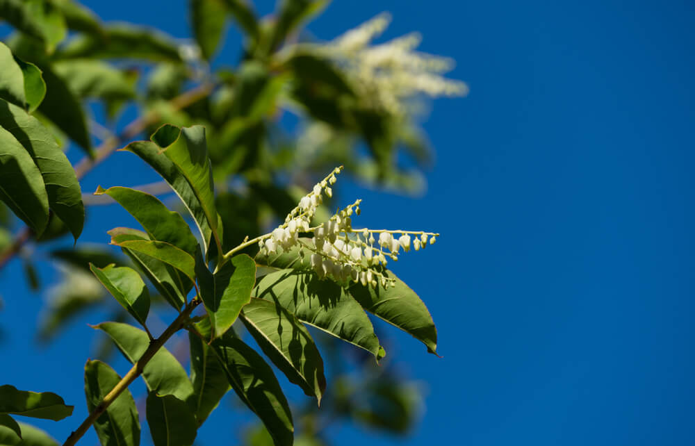 Sourwood tree or Oxydendrum Arboreum thriving under a gorgeous blue sky.