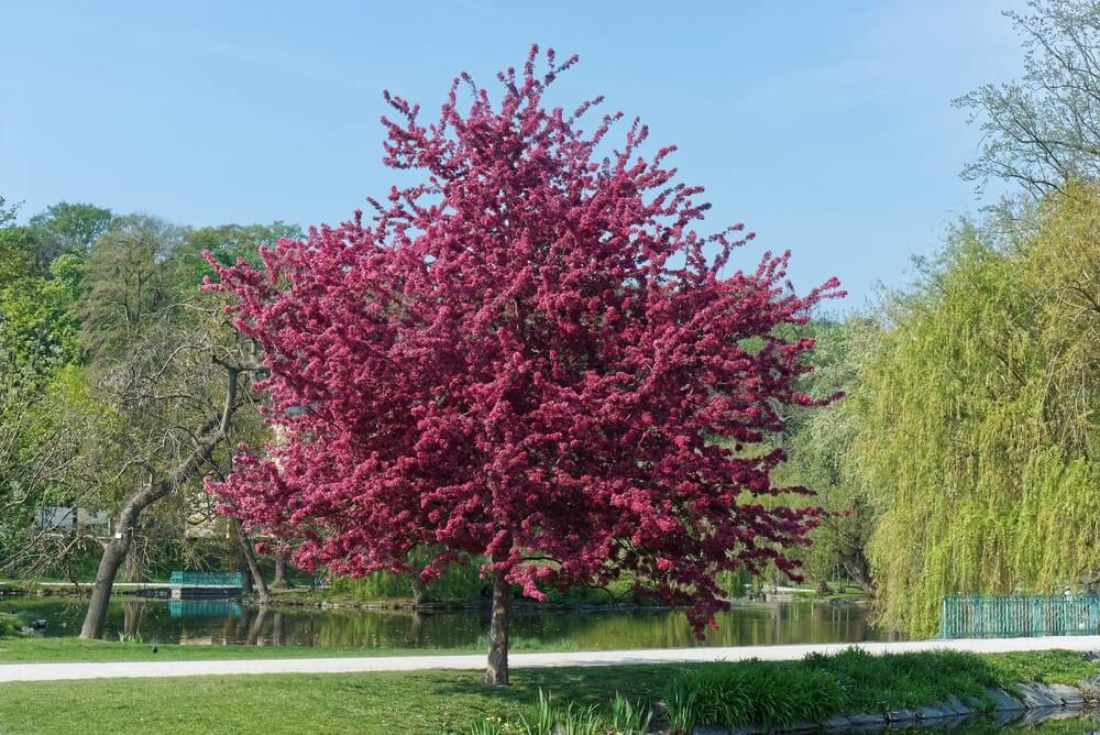 Striking crabapple tree growing on the shore of a pond.