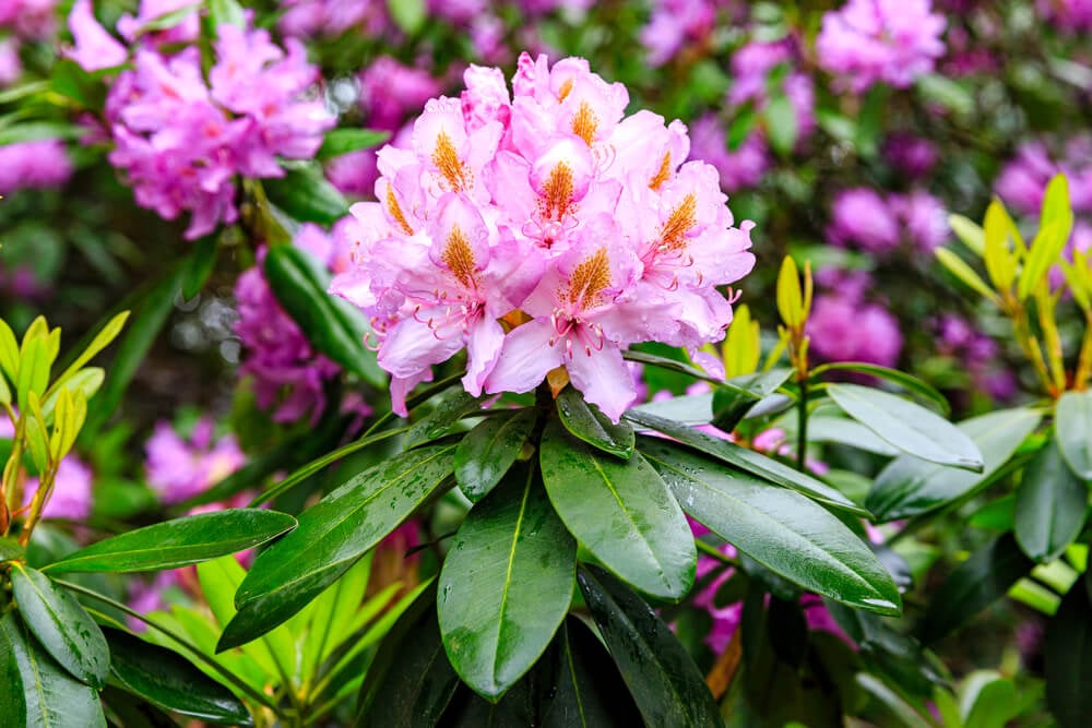 Striking Pacific Rhododendron plant with lovely pink blooms.