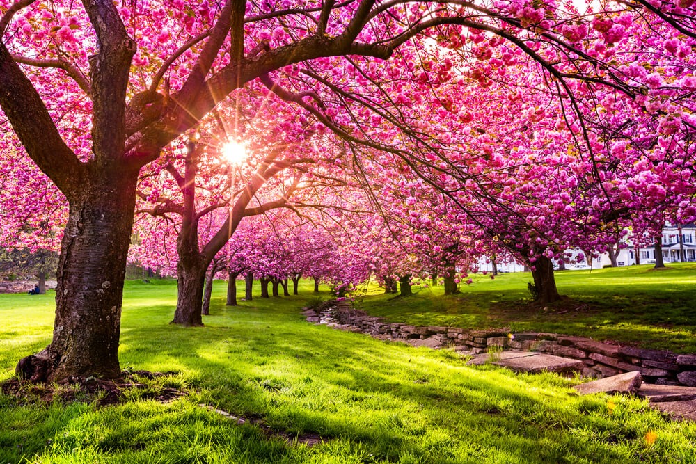 Stunning cherry trees blooming with gorgeous pinkish or purple leaves in a lovely park.