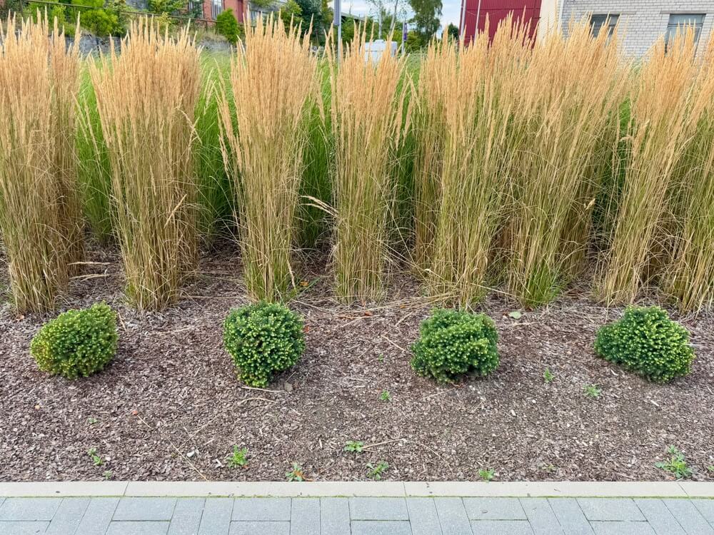 Tall ornamental grasses and green round shrubs in the front curb garden.