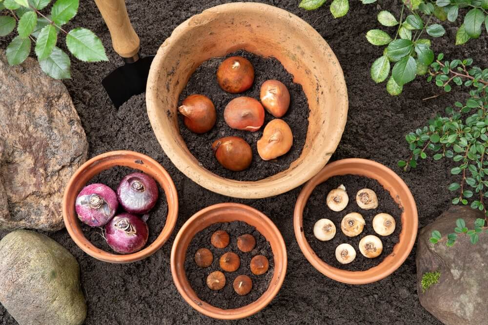 Tulips hyacinths and other flower bulbs sitting in pots ready to grow in the autumn garden.