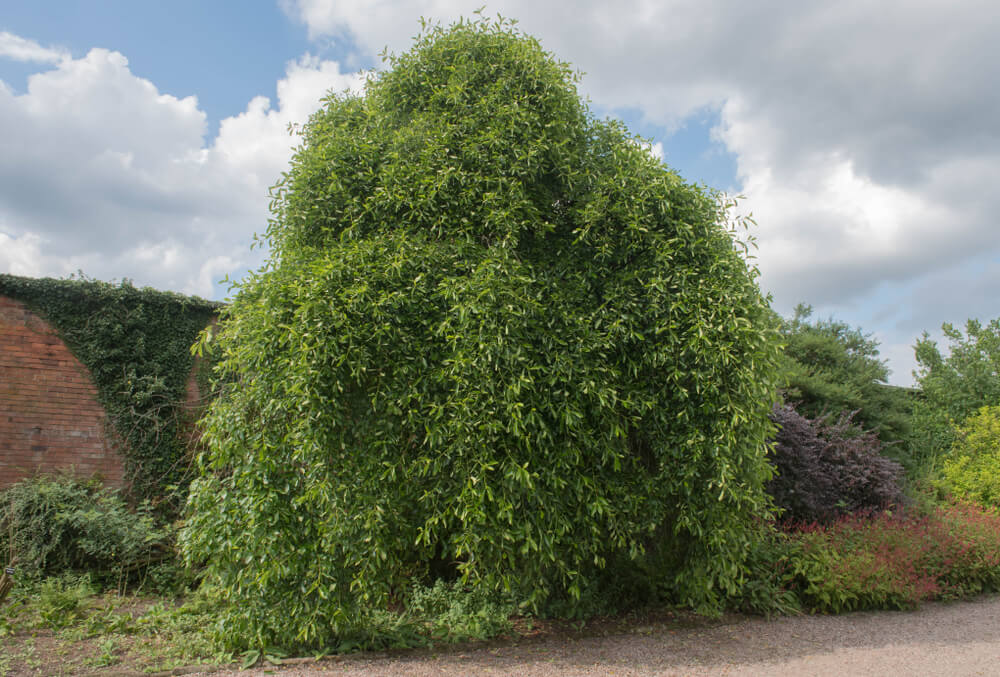 Tupelo or black gum tree Nyssa sylvatica growing in a gorgeous English garden.