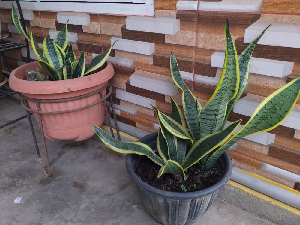 Two snake plants Sansevieria Trifasciata growing in large pots.
